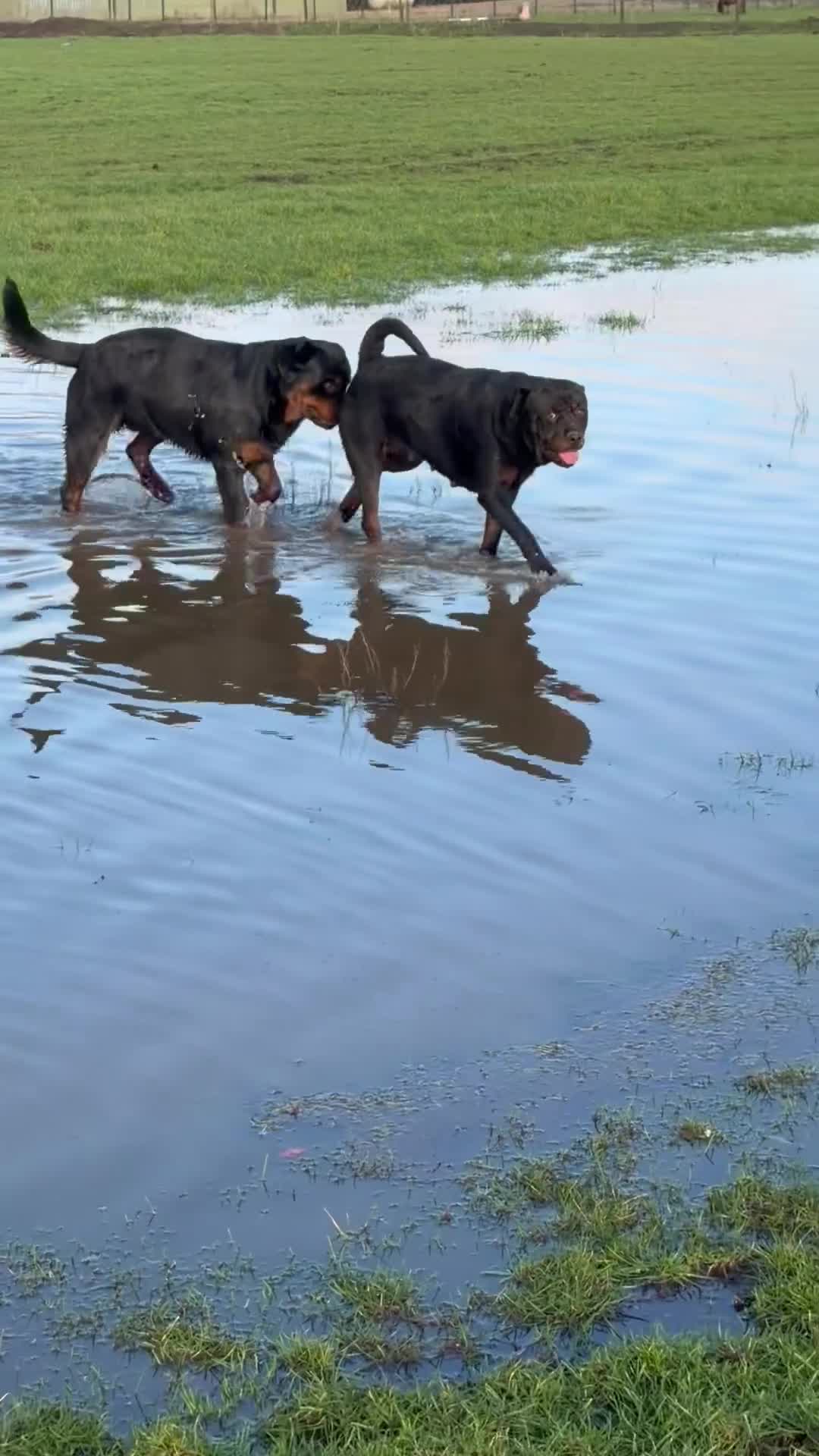 Rottweiler dogs for sale: Rottweiler adult dog and bitch  - Video 1