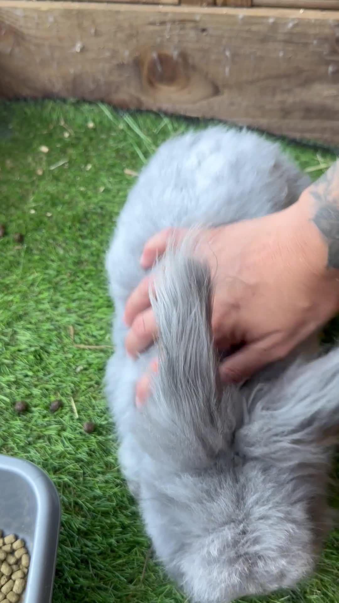 Angora rabbits for sale: Maxi-Faced Angora Babies - Video 1