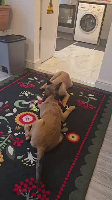 Belgian Shepherd Dog dogs for sale: 2 Belgian Shepherd puppies  - Video 1