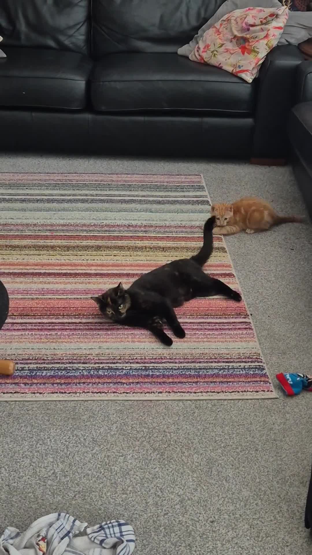 Mixed Breed cats for sale: Mum & Son in Hayling Island - Video 1