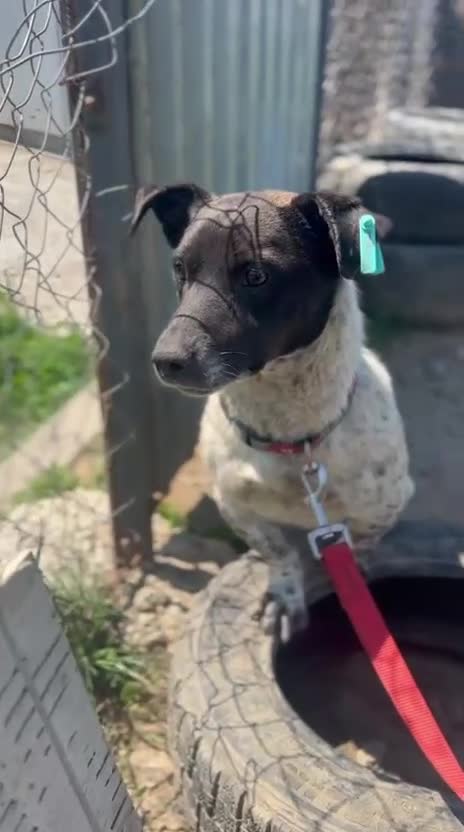 Mixed Breed dogs for adoption: 💙🐶 ATLAS – SMALL DOG, BIG LOVE FOR LIFE in Burton-on-Trent - Video 2