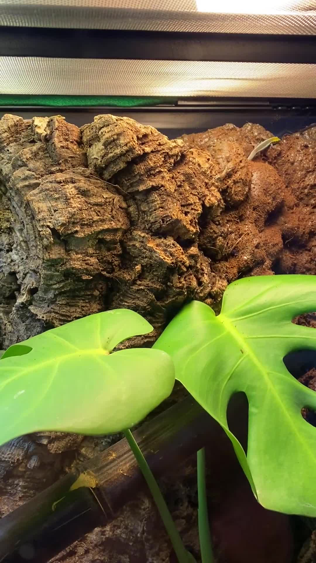 Gecko reptiles for sale: Neon Day Geckos  - Video 1