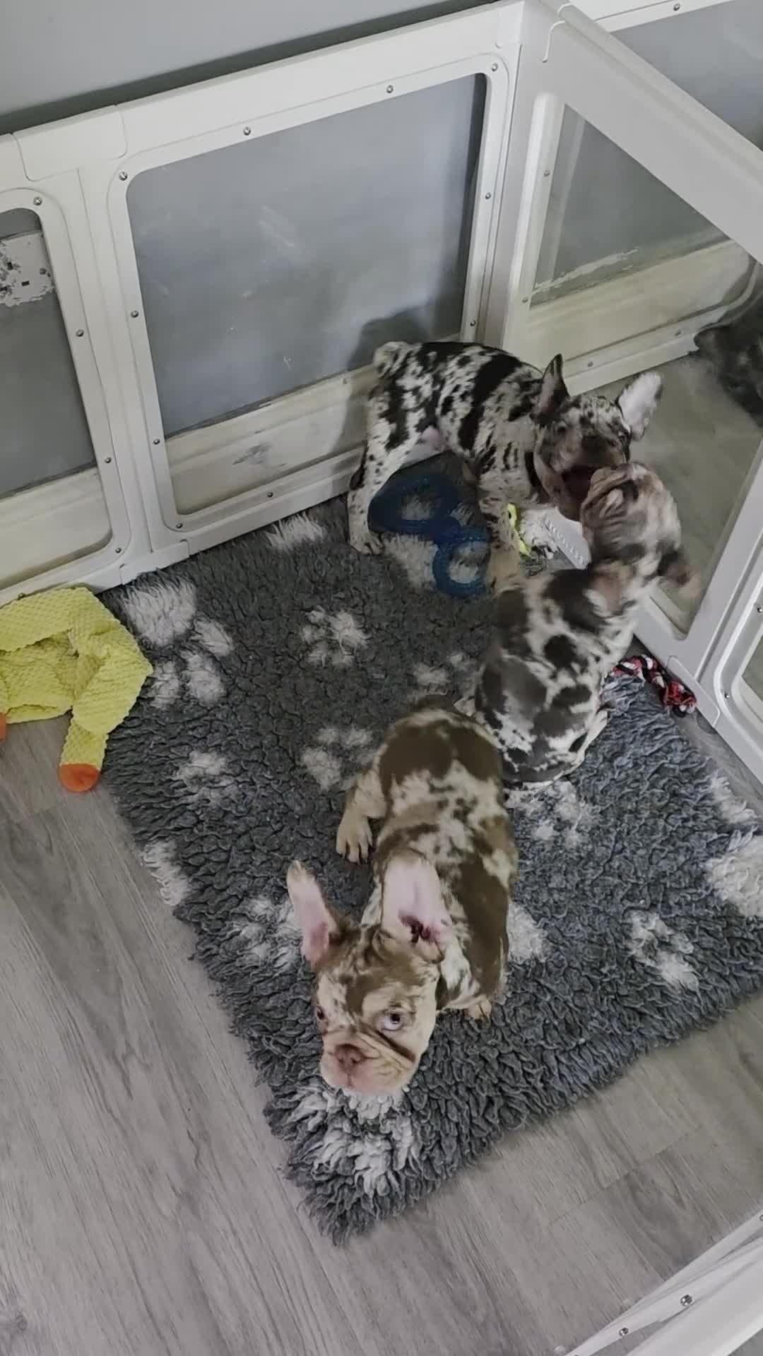 French Bulldog dogs for sale: 💯 READY TO LEAVE 💥 2 BOYS AVAILABLE 💯 - Video 3