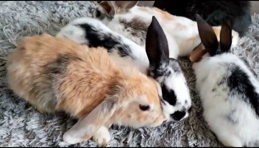Mini Lop rabbits for sale: Cute French x Mini Lop Ready to Go!!! - Video 1