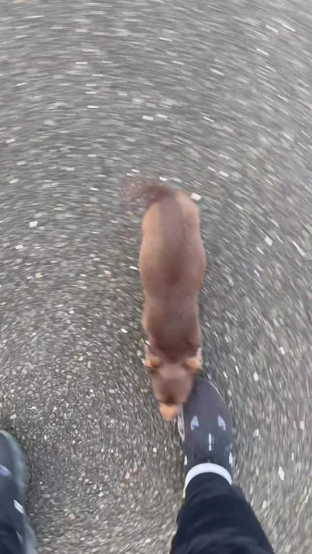 Jack Russell dogs for sale: Miniature Jack Russel - Video 2