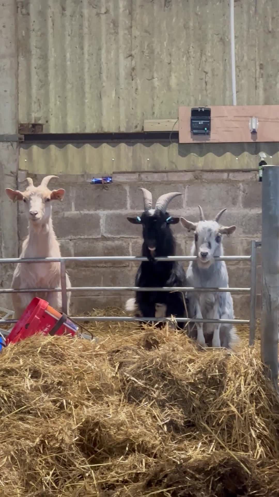 Goats livestock for sale: X2 nanny’s and x1 billy for sale in Brampton - Video 1