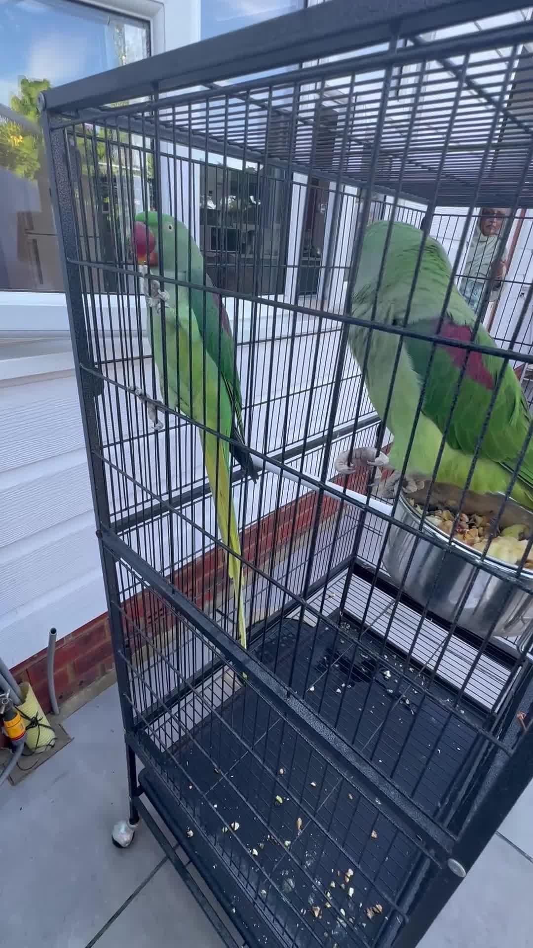 Parrots birds for sale: 2 Alexandrine Parrot + 1 Kakariki - Video 1