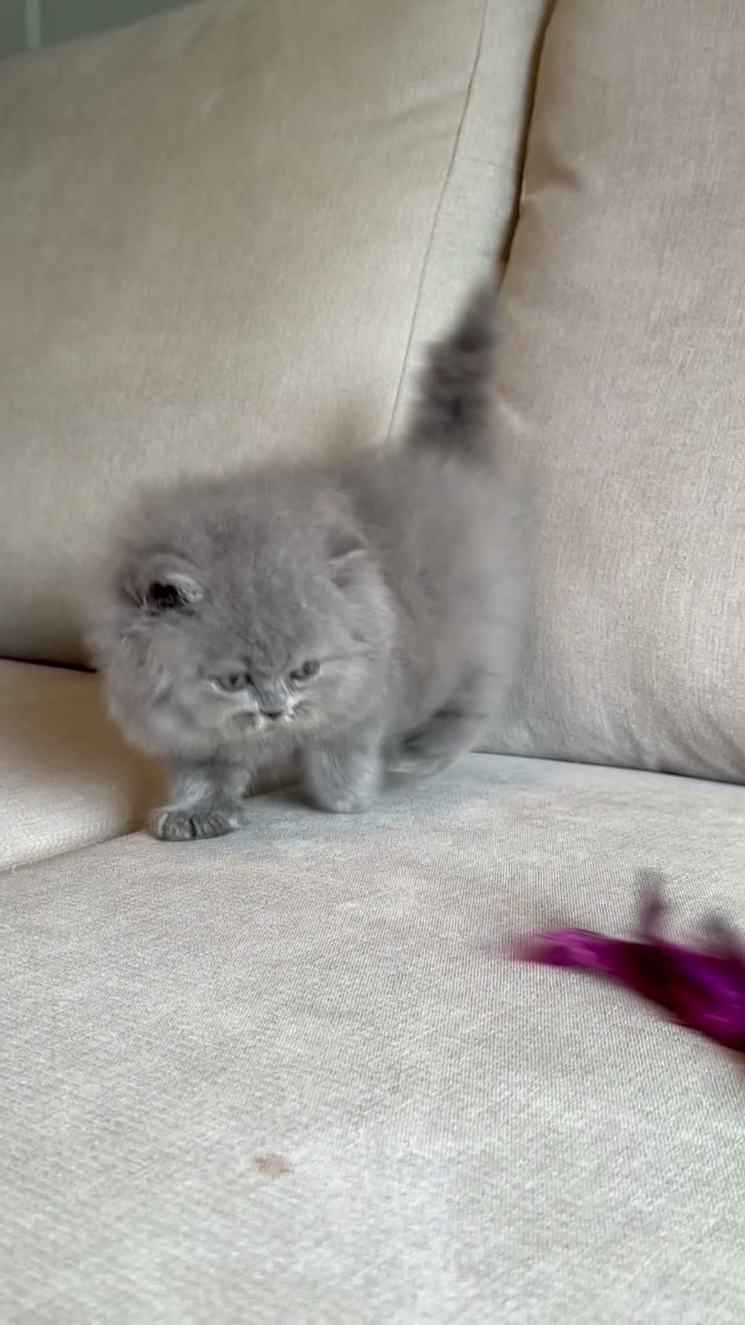 British Longhair cats for sale: Beautiful British longhair boy  - Video 1