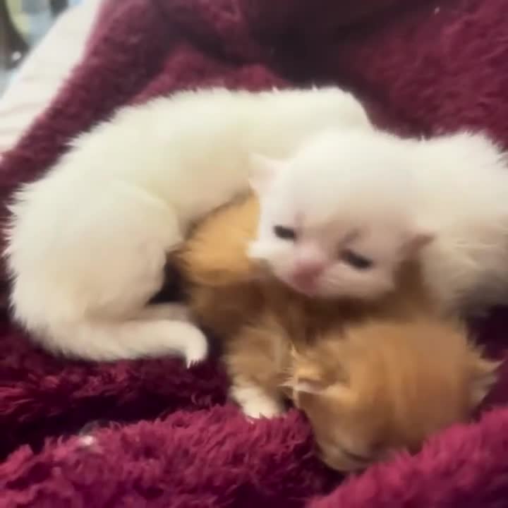 Persian cats for sale: Kittens EXOTIC LONG HAIR PERSIAN DOLL FACE - Video 3