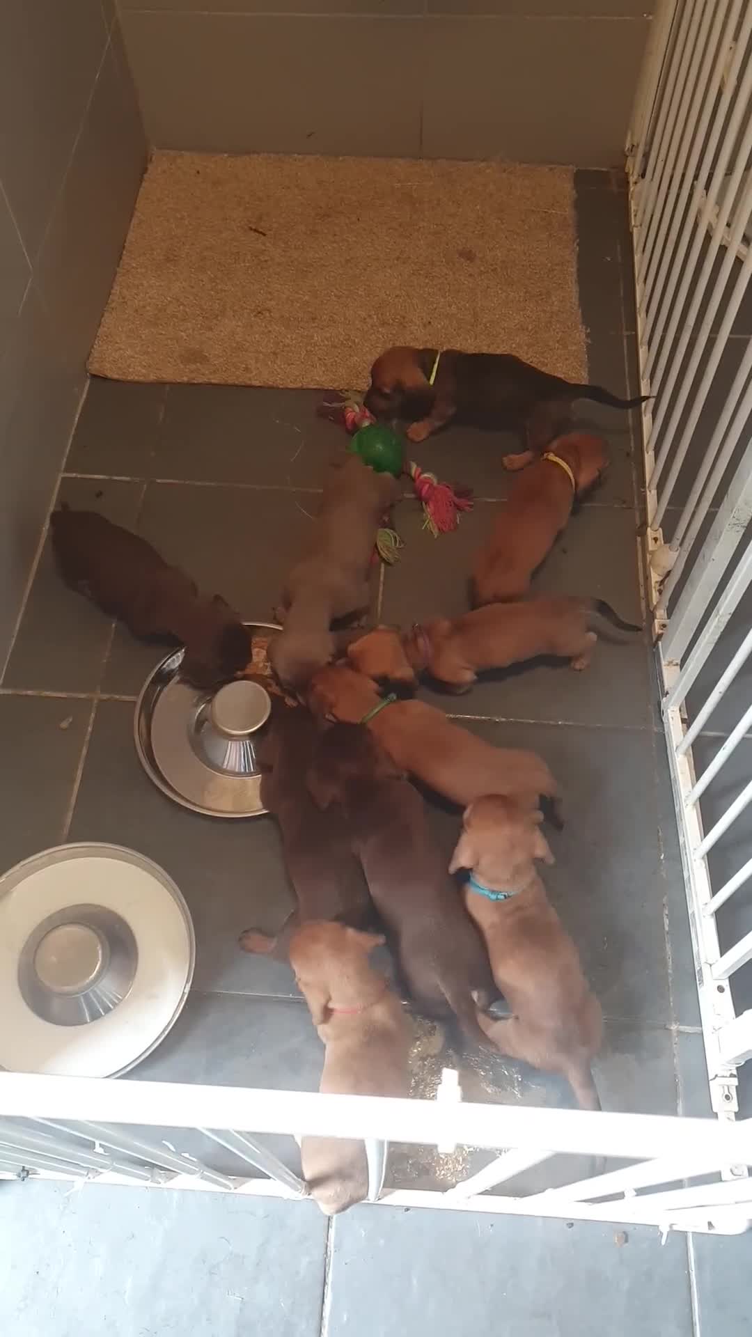 Dachshund dogs for sale: Daschund puppies 🐶 £900 ovno - Video 1