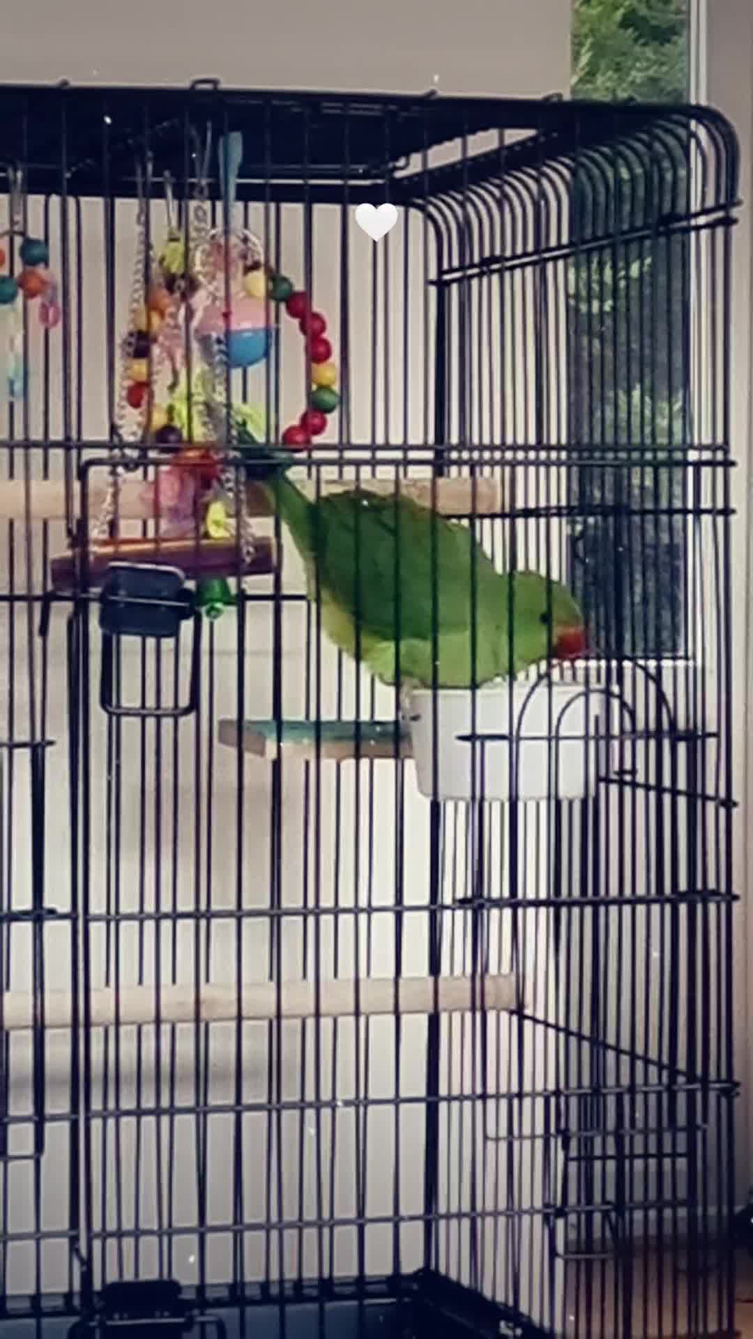 Parrots birds for sale: Indian Ringneck talking parrot + Cage + Toys - Video 1