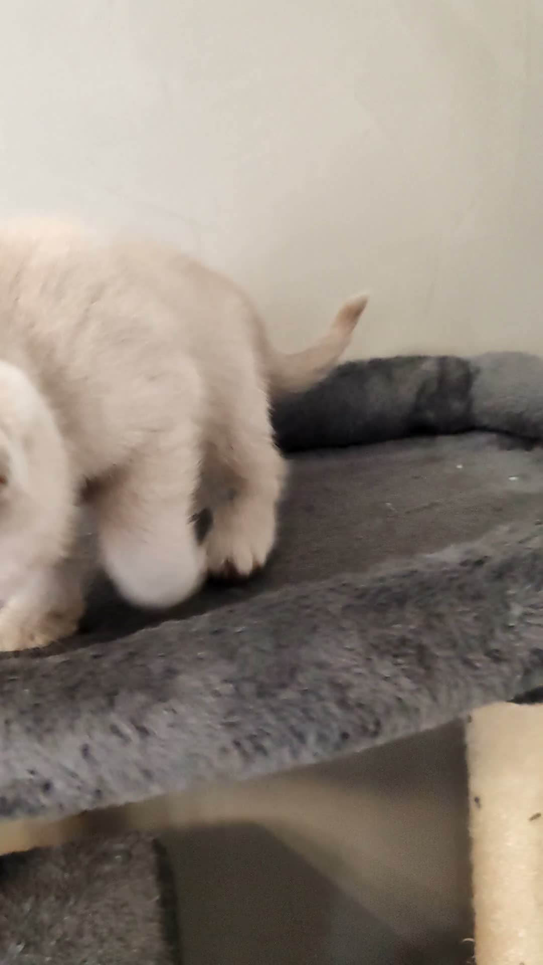 British Shorthair cats for sale: British shorthair kittens  - Video 2