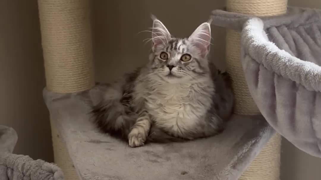 Maine Coon cats for sale: Beautiful Mainecoon - Video 1