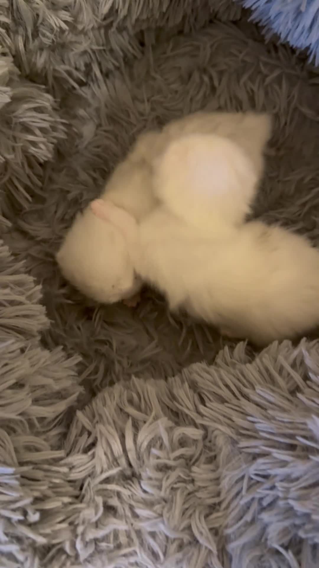 British Shorthair cats for sale: 1 Girl Left - British Shorthair Silver Kittens - Video 4