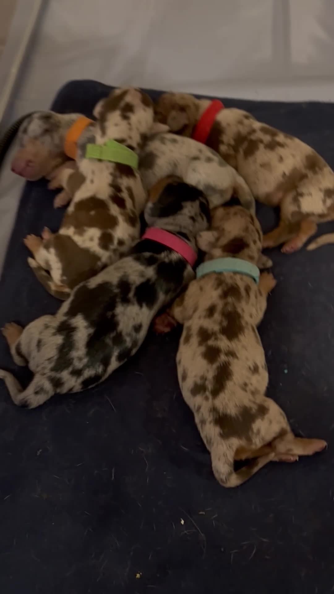 Miniature Dachshund dogs for sale: Miniature dachshund  - Video 2