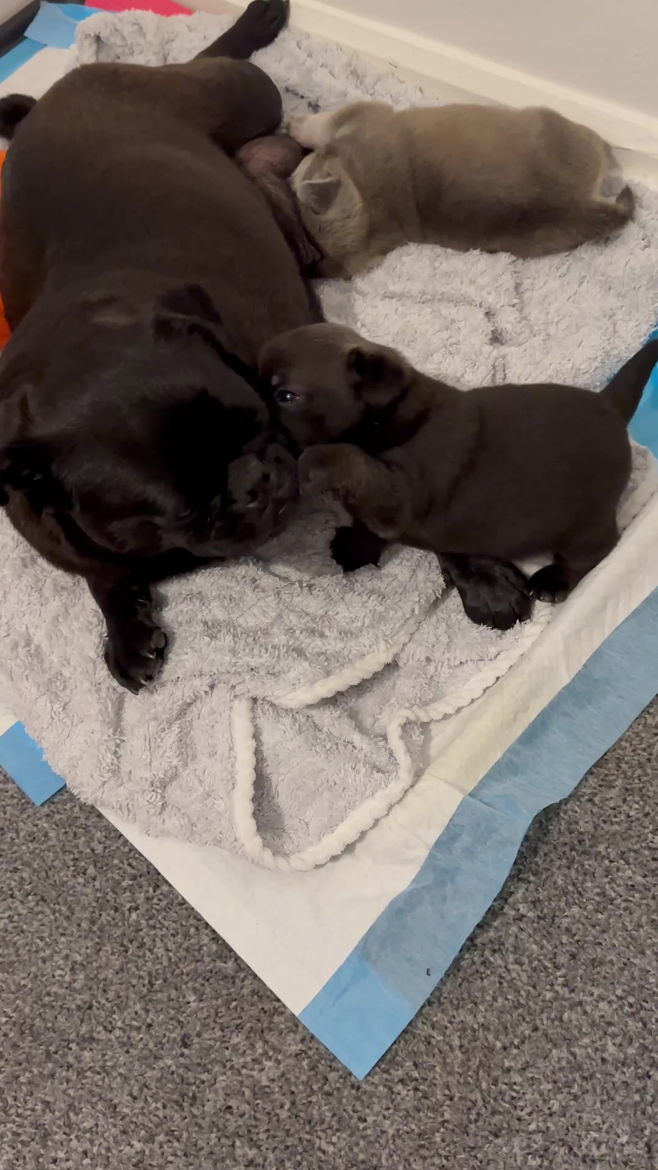 Pug dogs for sale: puppy pug for sale - Video 1