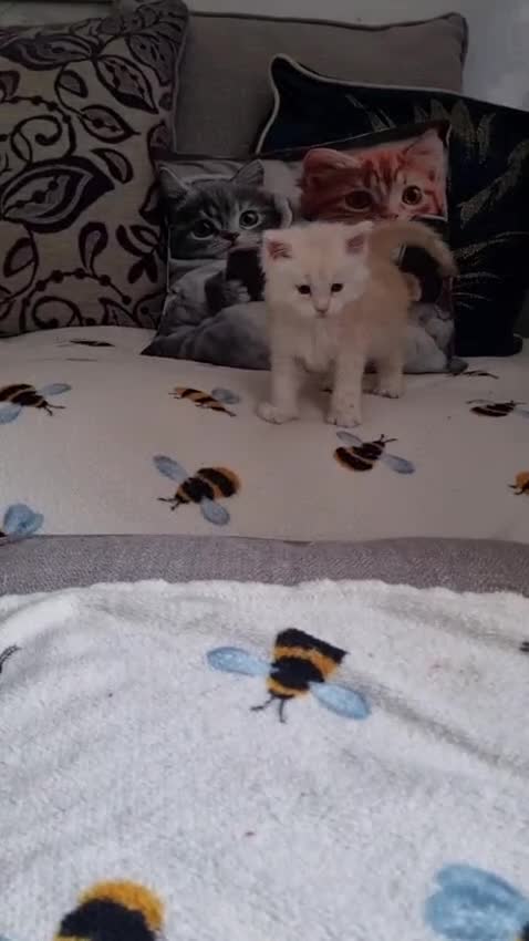 Maine Coon cats for sale: Cream and white large kitten Tica registered  - Video 3