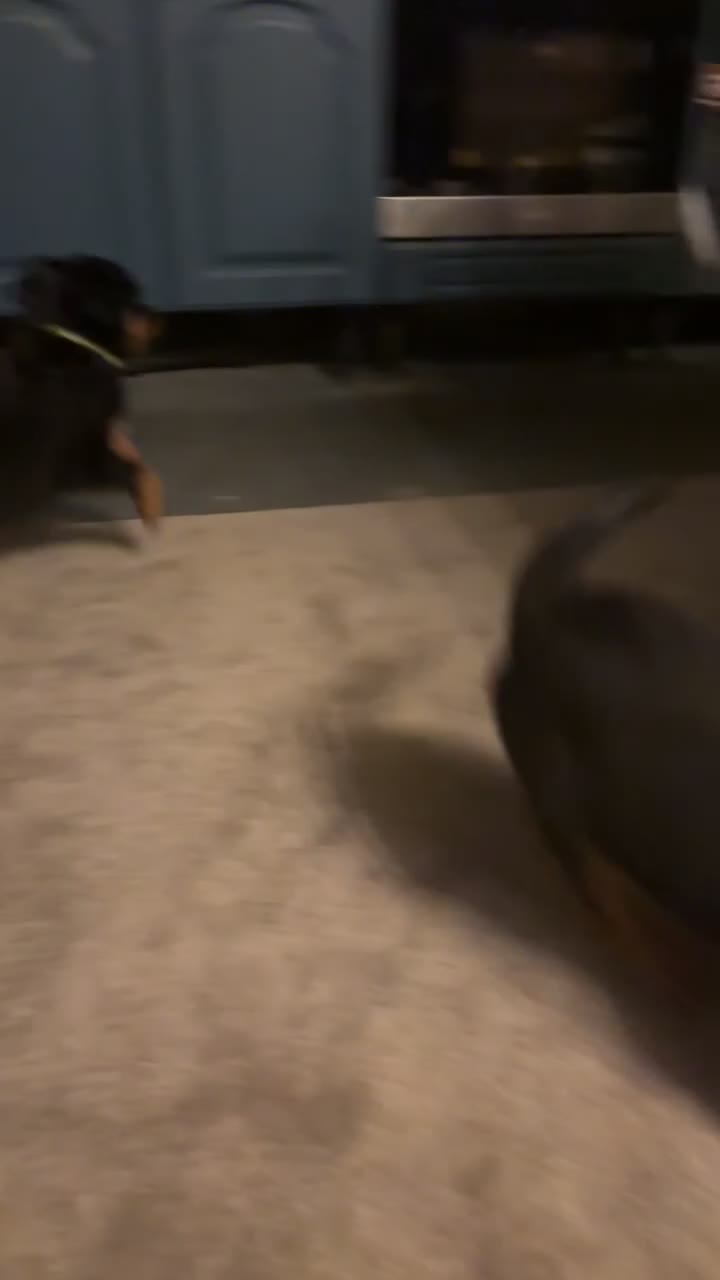 Rottweiler dogs for sale:  Rottweiler Puppies - READY NOW! 2 LEFT!  - Video 2