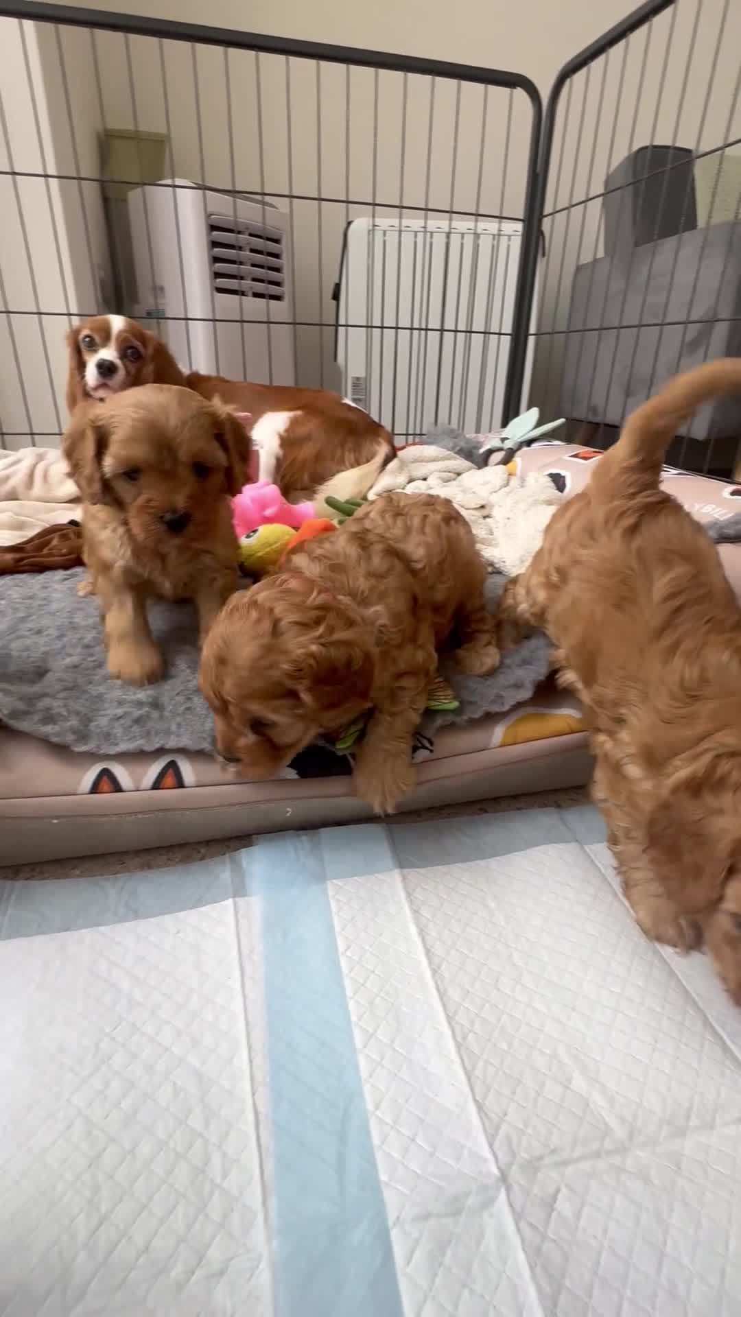Cavapoo dogs for sale: Extensively Health tested F1 Cavapoo🐾 puppies - Video 4