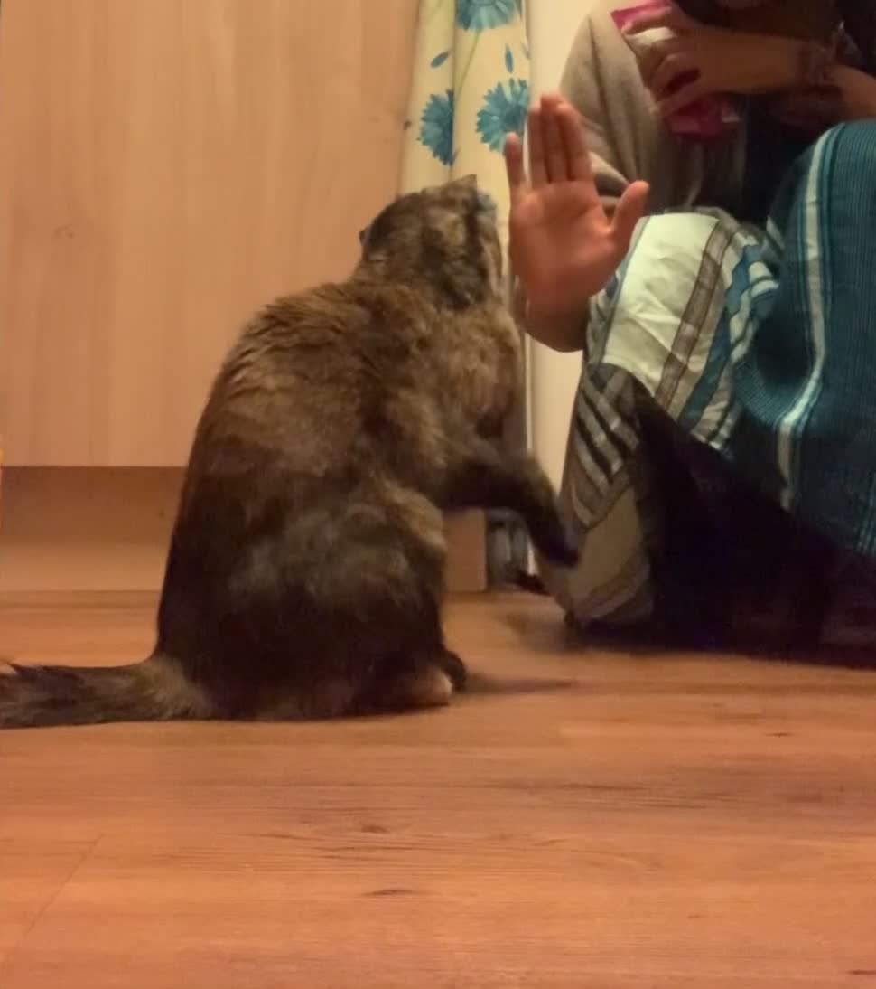Mixed Breed cats for sale: Almost 2 year old female cat in London - Video 1