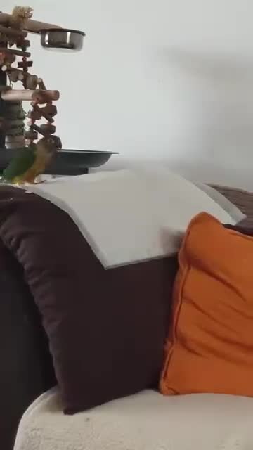 Conures birds for sale: Baby greencheek conure chicks - Video 2