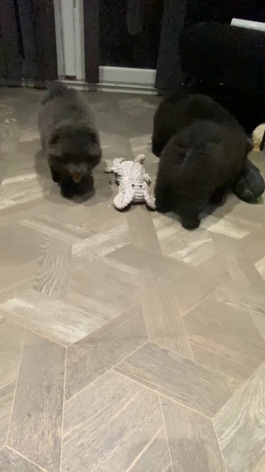 Mixed Breed dogs for sale: For sale 4 unique chowpom Puppies  - Video 1