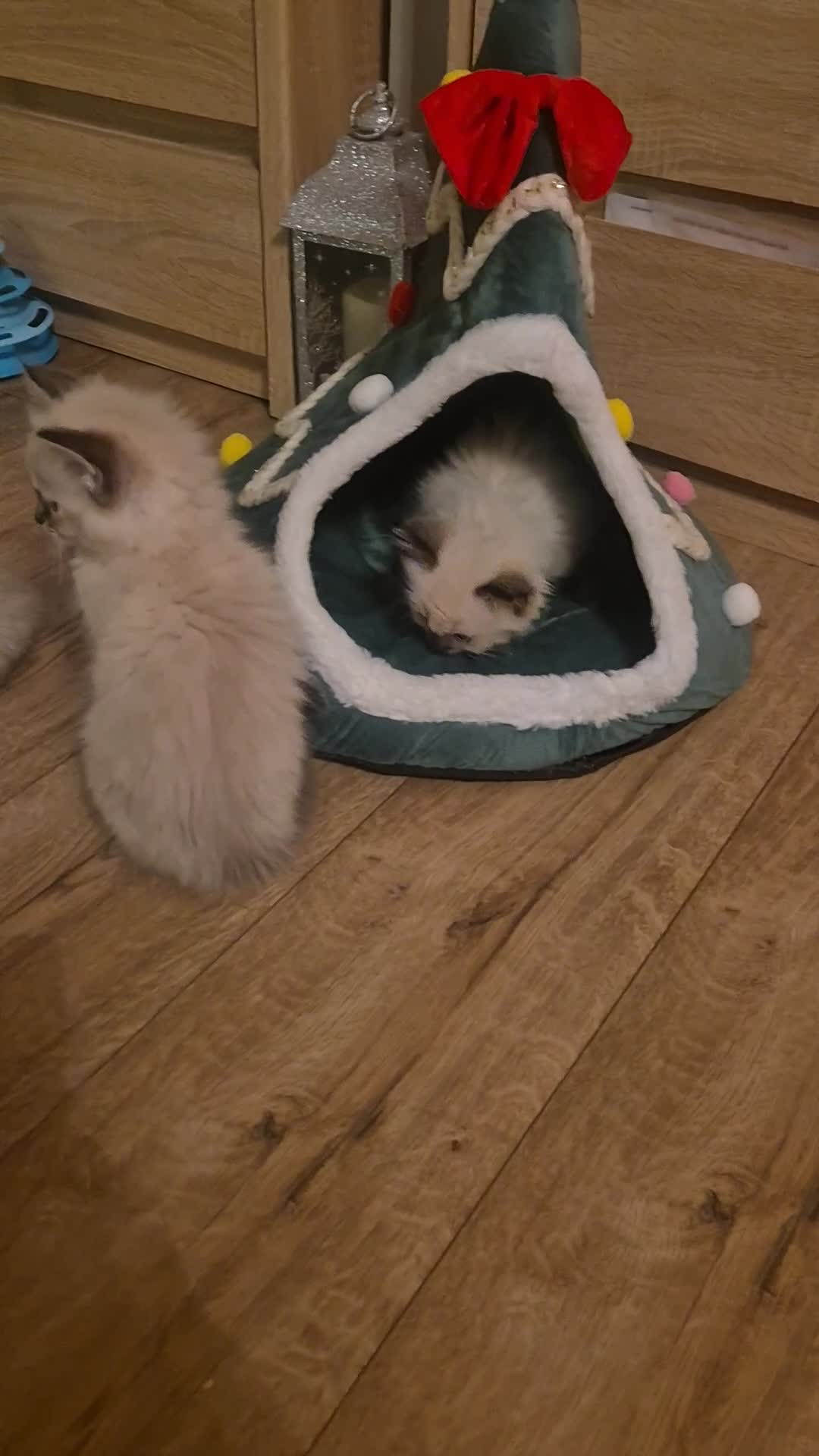 Ragdoll cats for sale: Beautiful ragdolls  - Video 2