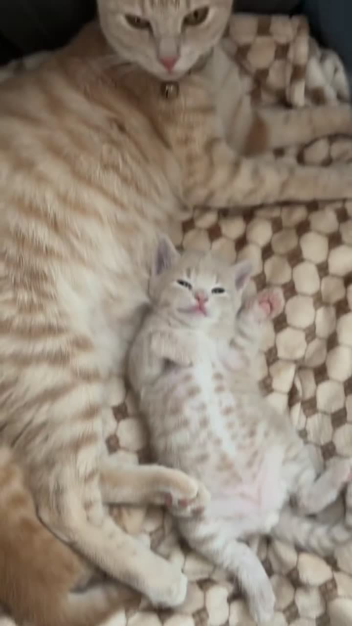 Mixed Breed cats for sale: 2 beautiful kittens  - Video 1
