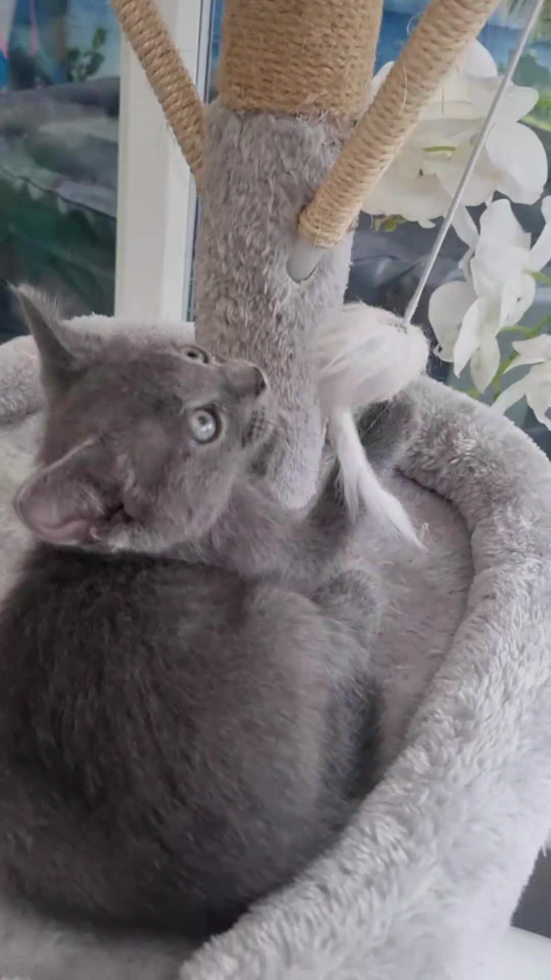 Ragdoll cats for sale: 🩶 Last Gorgeous Ragdoll Cross Boy Available 🐾 - Video 2