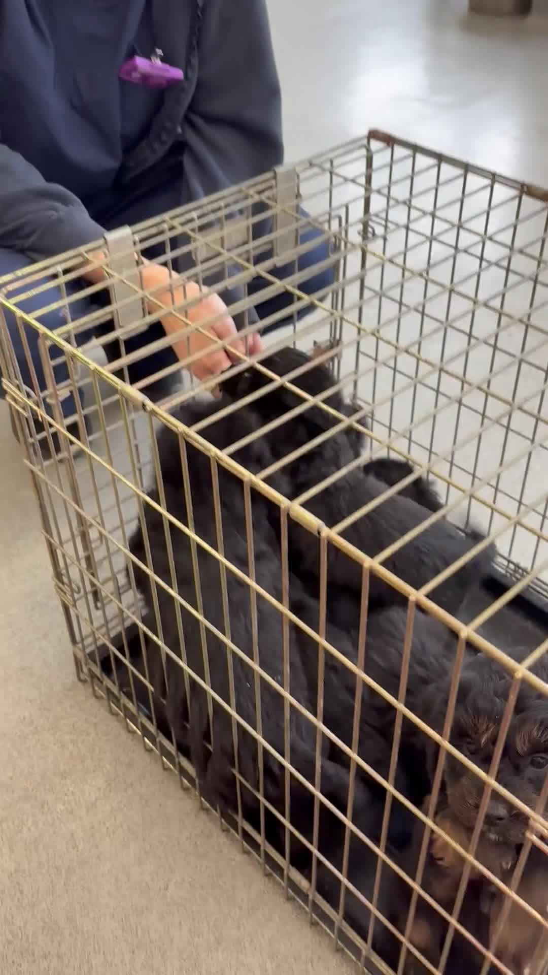 Cockapoo dogs for sale: Cockapoo puppies in Nottingham - Video 2