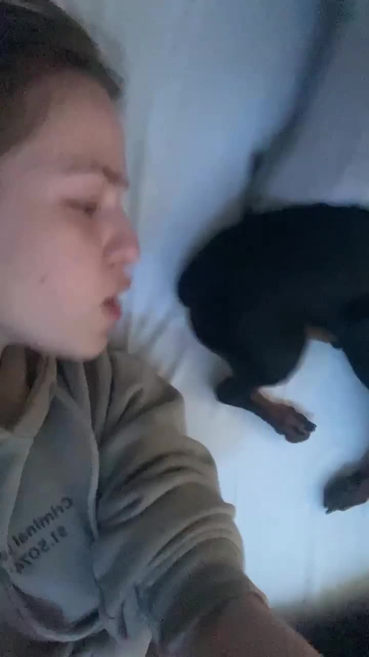 Dachshund dogs for sale: 3.5 year old Dachshund female  - Video 2