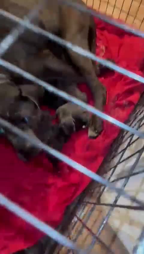 Cane Corso dogs for sale: Canecorso pups for sale - Video 1