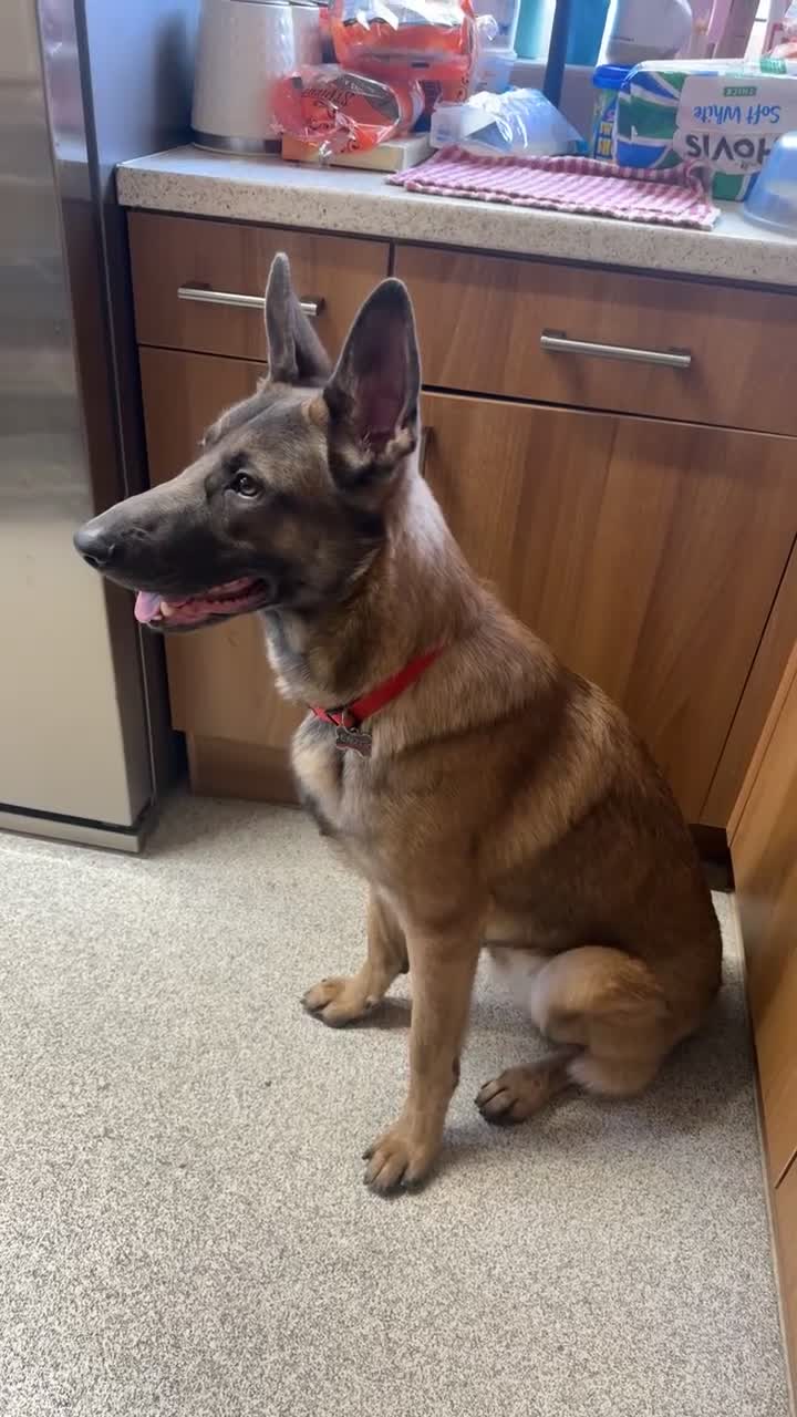 Belgian Shepherd Dog dogs for sale: Belgium shepherd dog ENZO in Croydon - Video 1