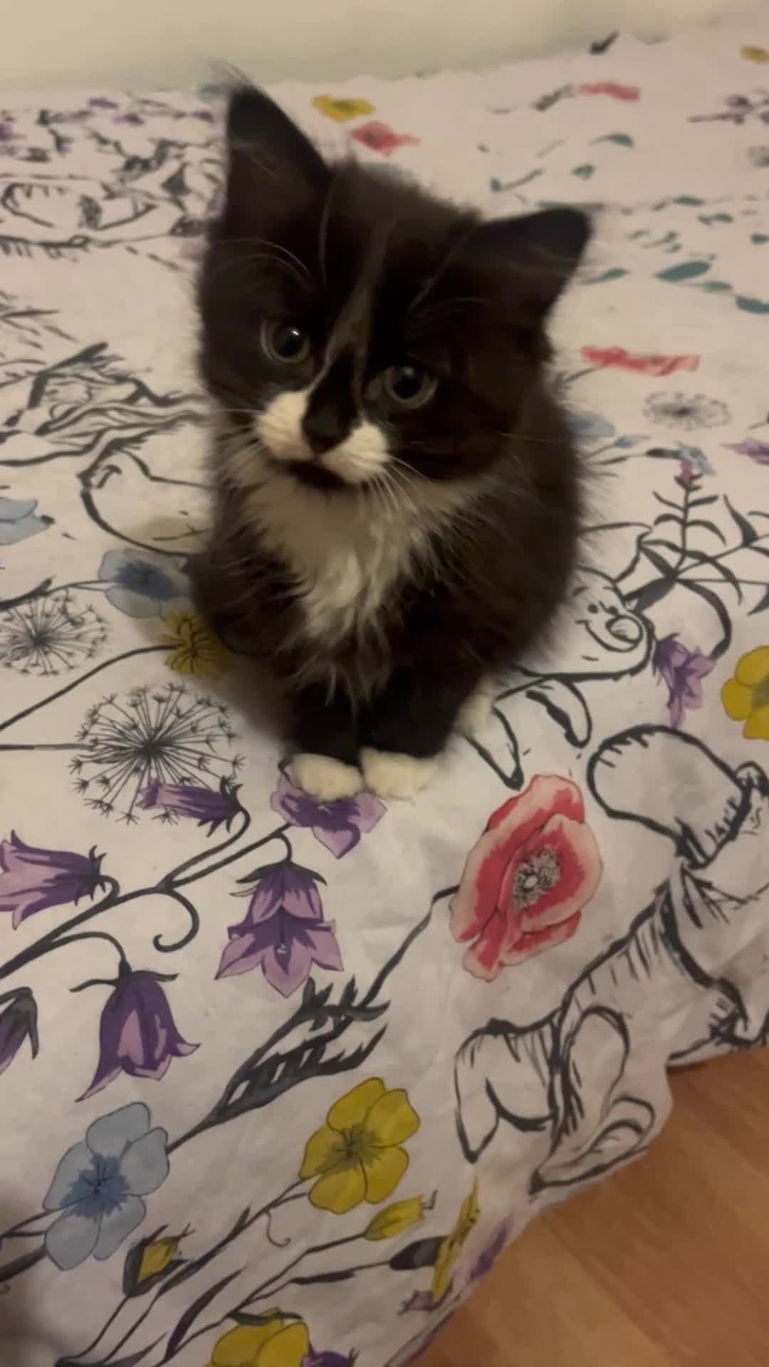 Mixed Breed cats for sale: Two female Tuxedo kittens for sale - Video 1