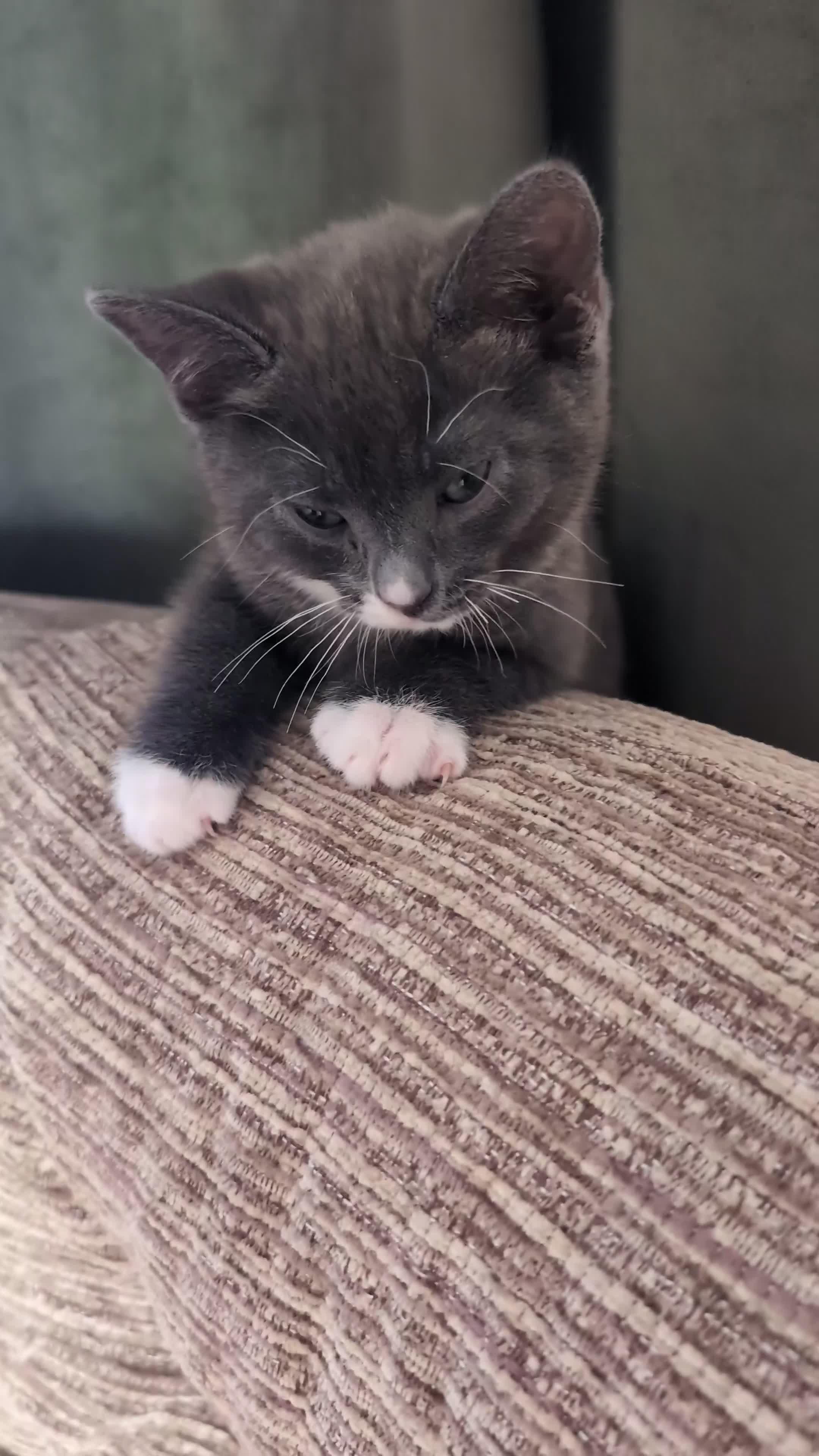 Mixed Breed cats for sale: Grey and white kittens for sale - Video 1