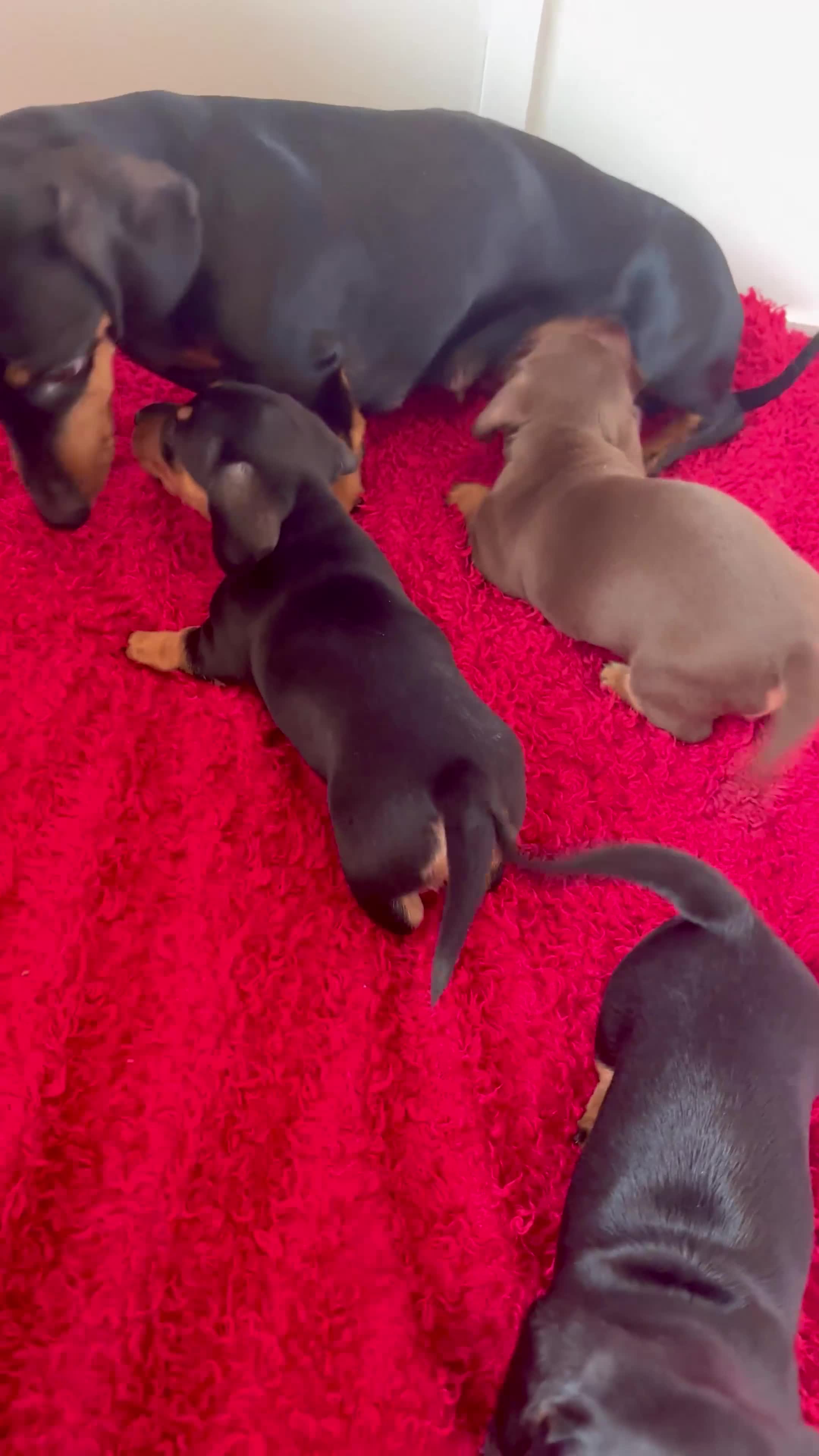 Dachshund dogs for sale: Mini dachshund puppies, PRA clear, health tested - Video 1