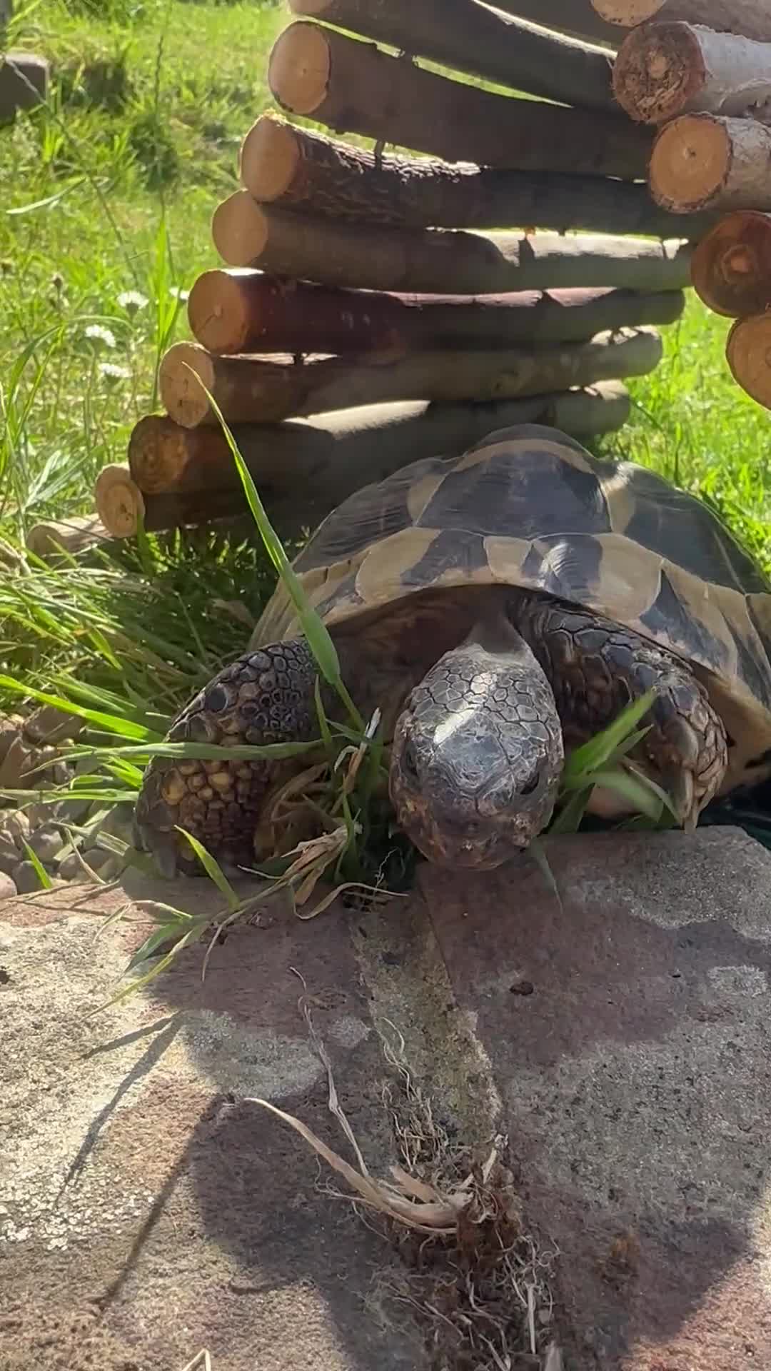 Tortoise reptiles for sale: Male Herman  - Video 3