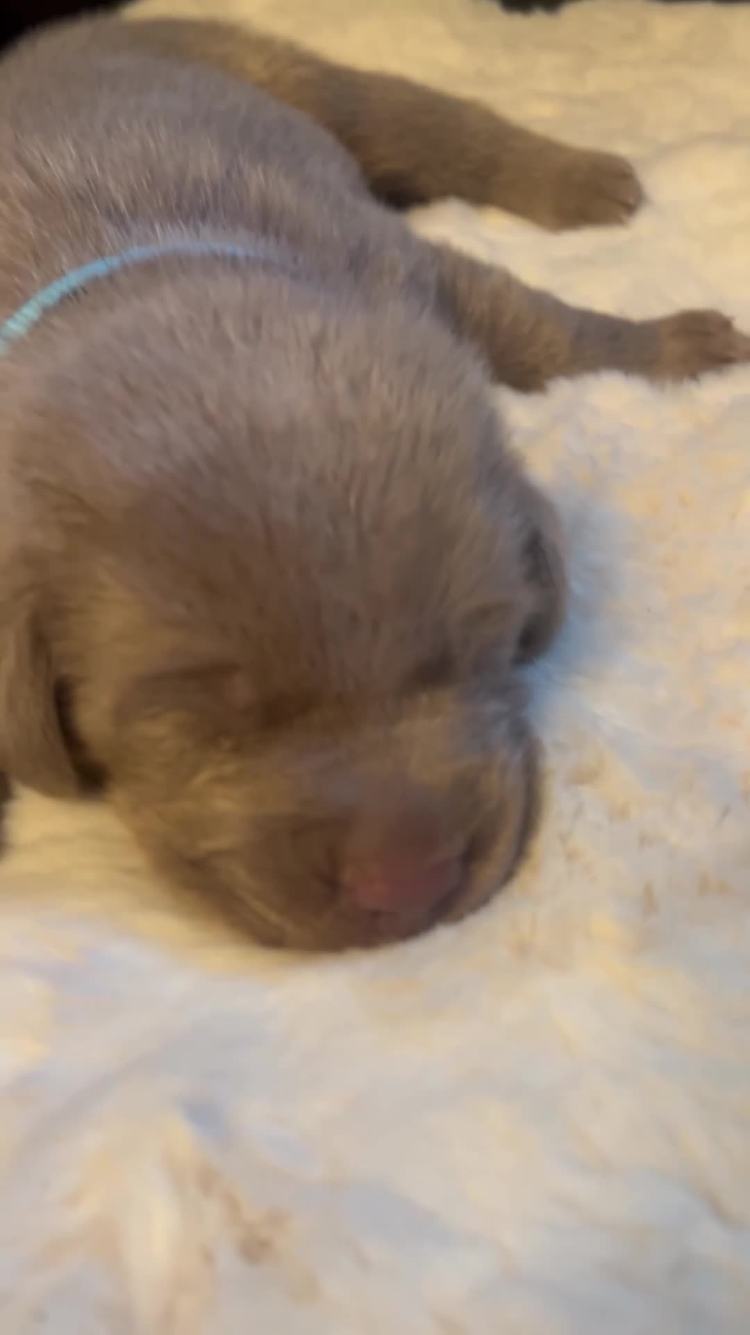 Labrador Retriever dogs for sale:  KC Silver Labrador Retriever ❤️1 girl available  - Video 5