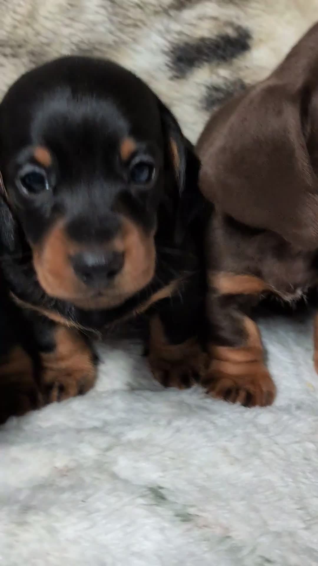 Miniature Dachshund dogs for sale: Quality KC/ PRA clear Miniature Dachshund puppies  - Video 1