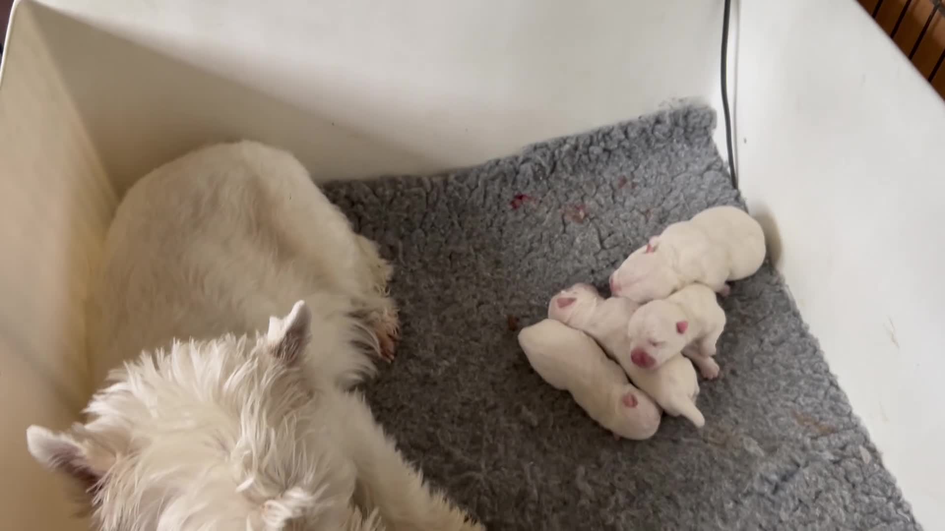 West Highland Terrier dogs for sale: Family pet and her pups - Video 2