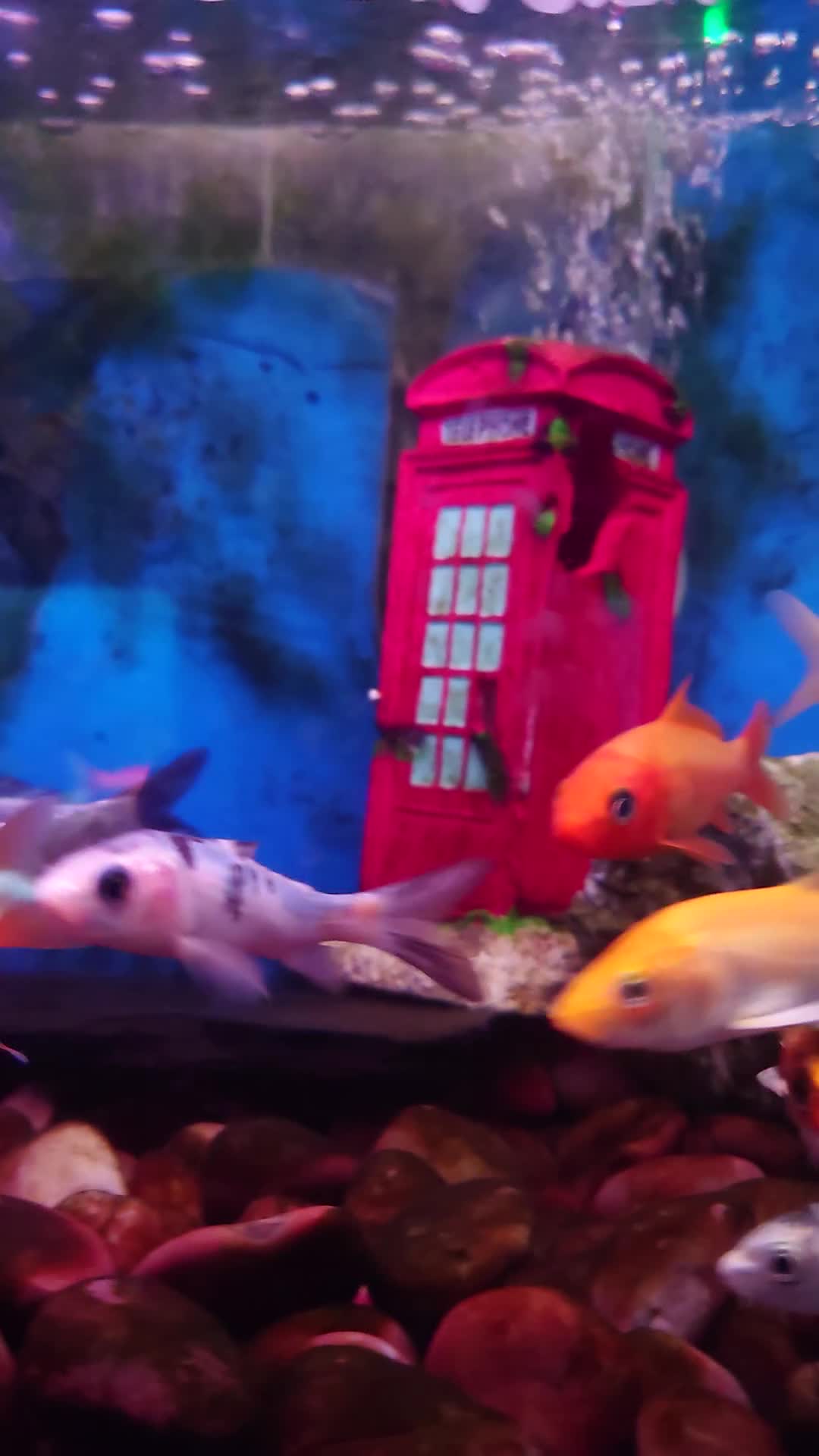 Other/Mixed Breed fish for sale: Fish Stock List - Updated Regularly  - Video 3