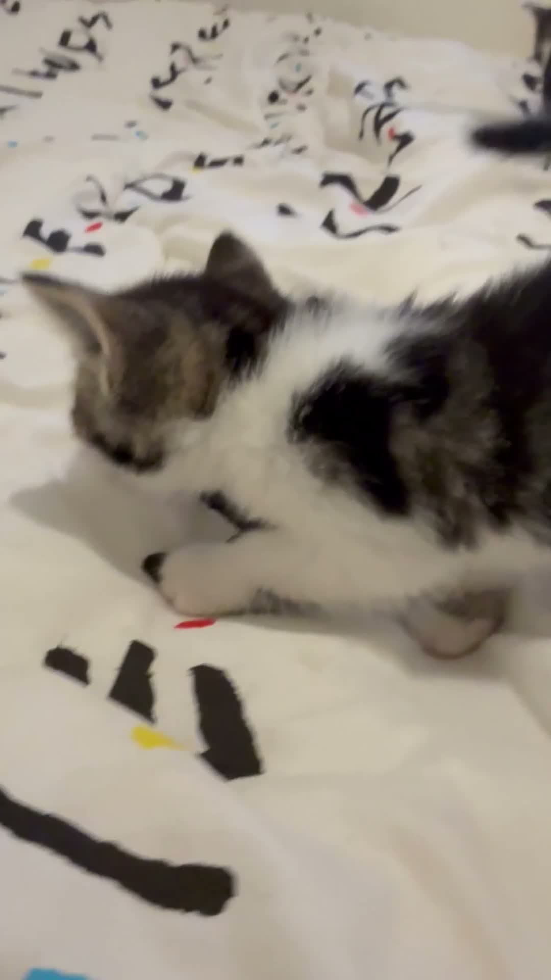 Mixed Breed cats for sale: Two beautiful male grey, and white kittens - Video 1