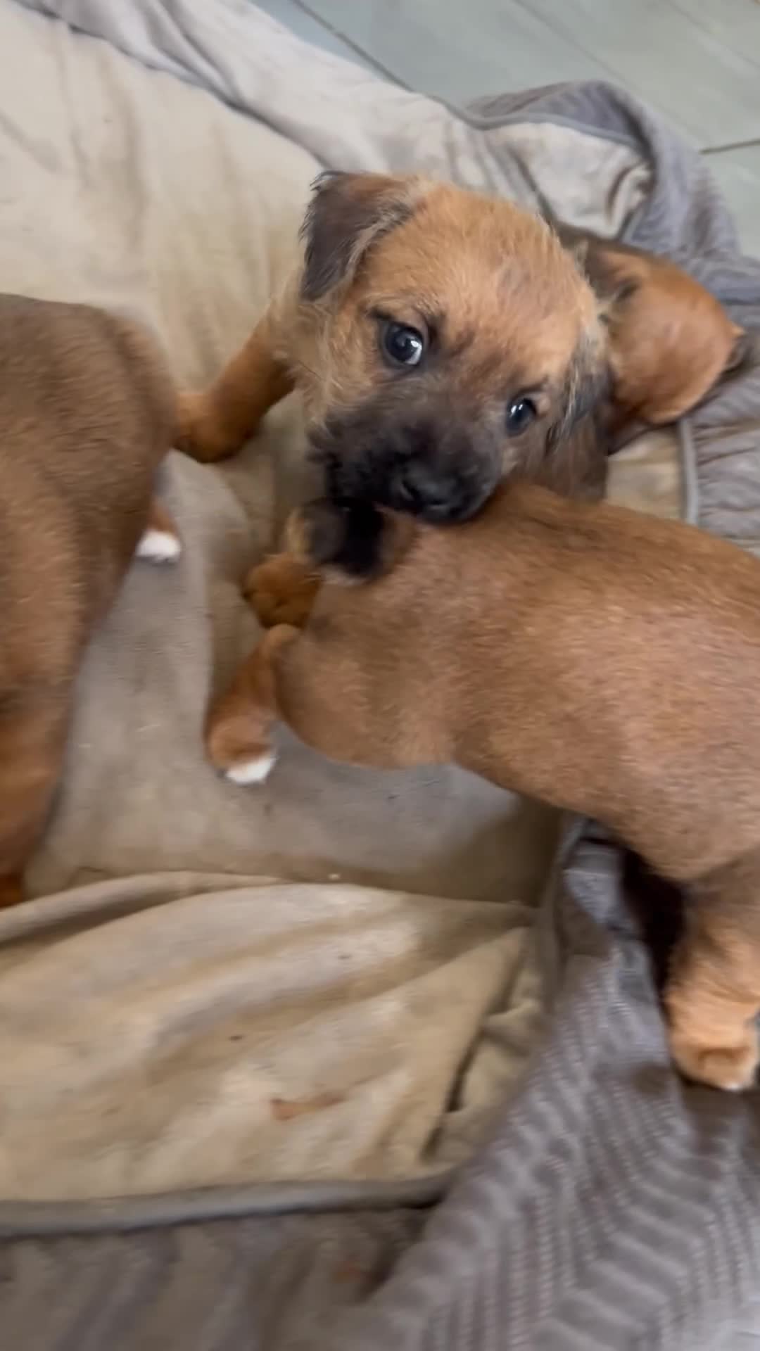 Jack Russell dogs for sale: Docked Jack Russle pups - Video 1