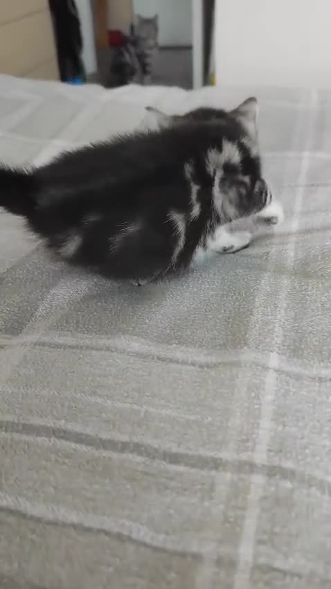 British Shorthair cats for sale: ✨4 Pure BSH Tabby kittens✨ - Video 2