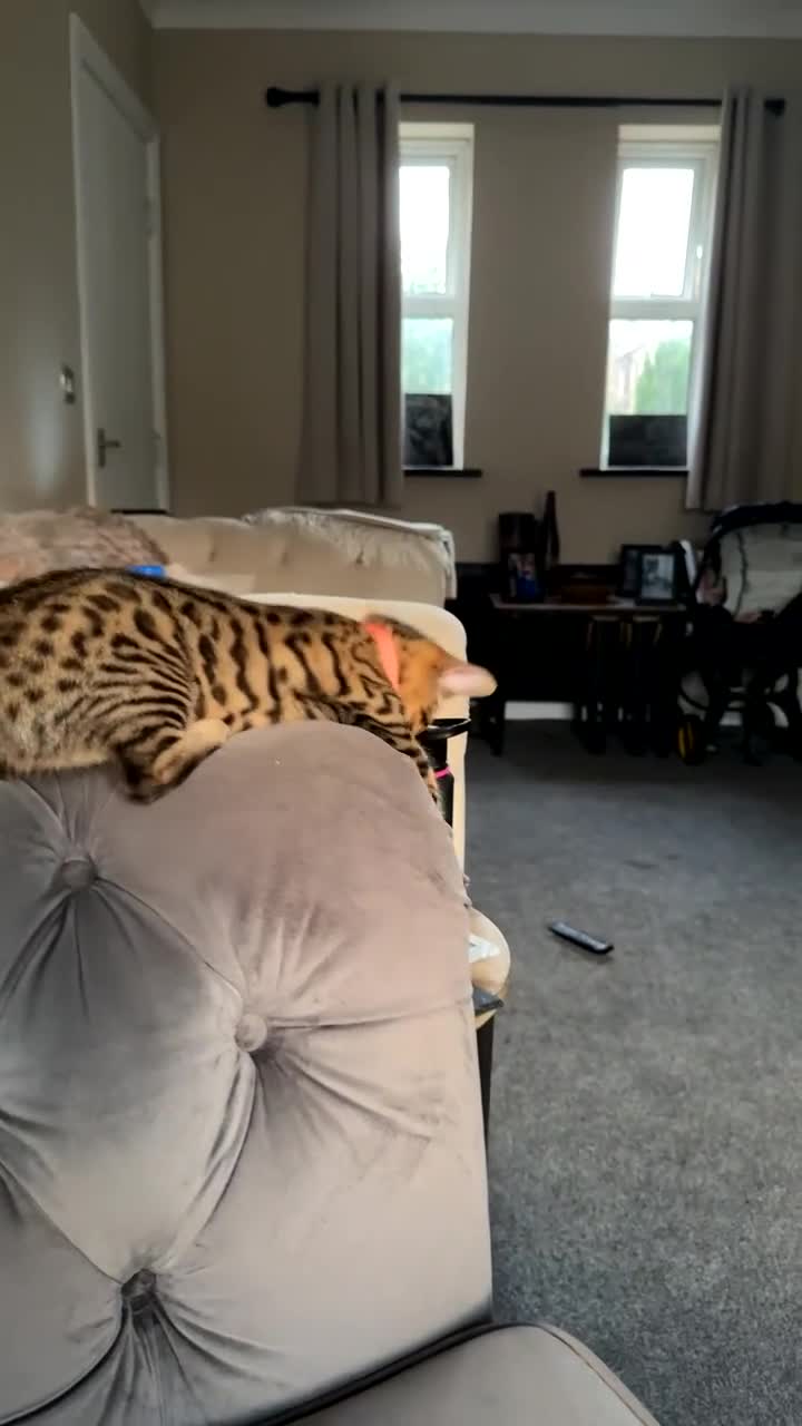 Mixed Breed cats for sale: Female Bengal cross Mainecoon - Video 1