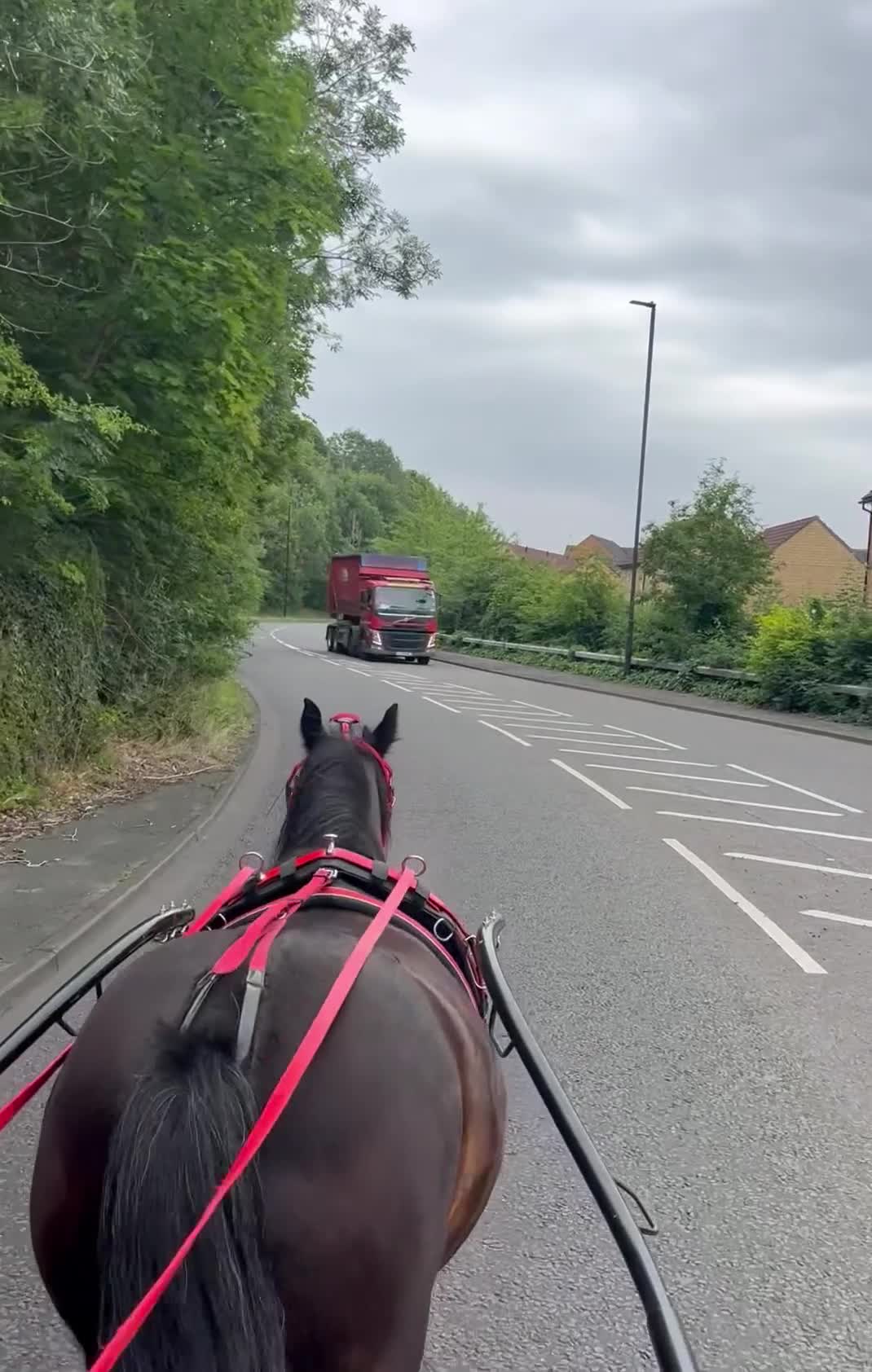 Irish Cob horses for sale: 💕sally💕 11.2h mare ride and drive   - Video 1