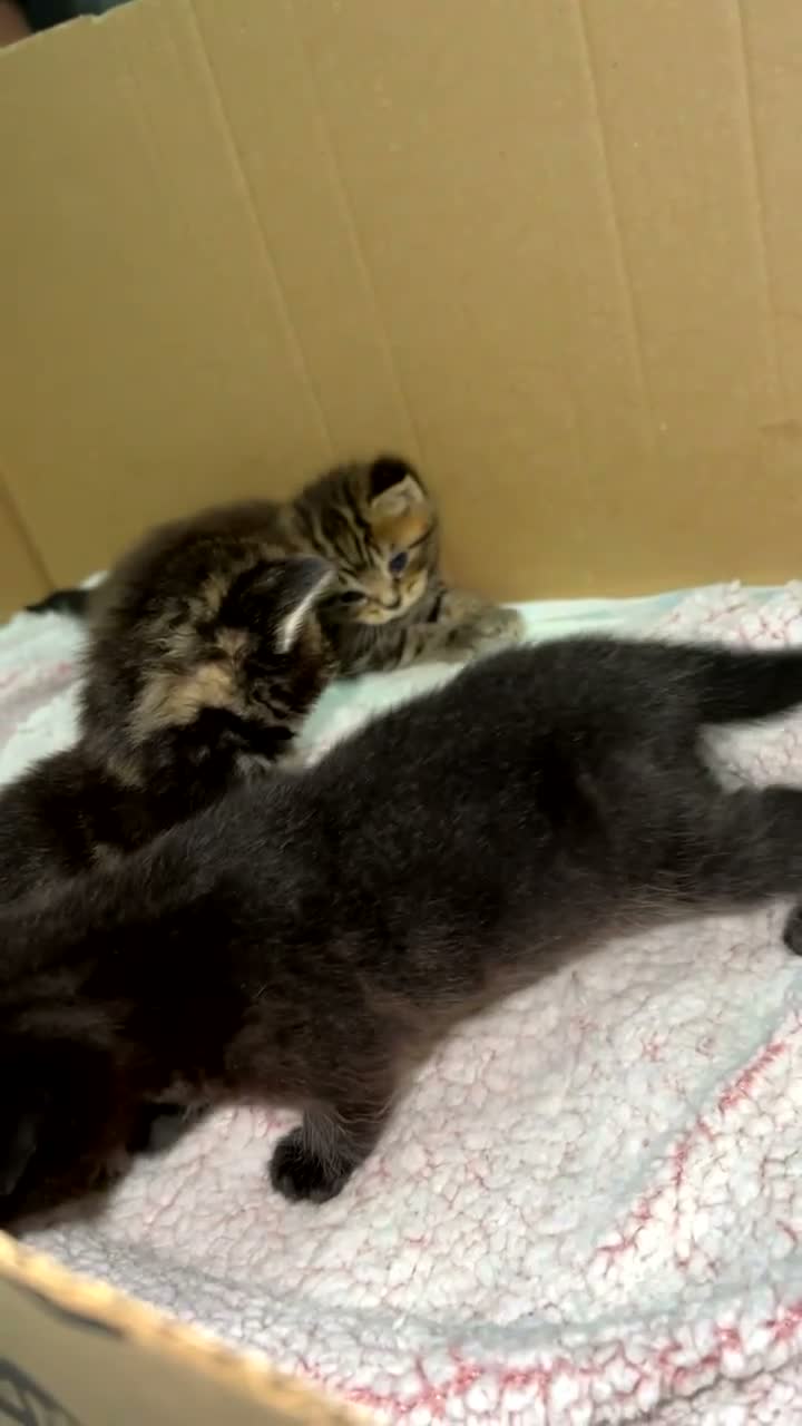 British Shorthair cats for sale: 2 gorgeous kittens available  - Video 2