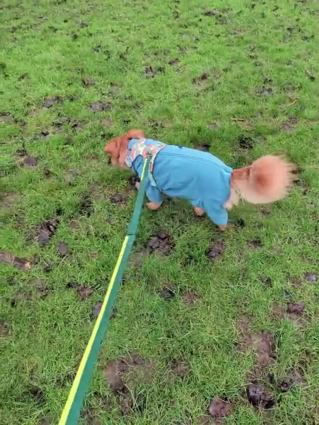 Mixed Breed dogs for adoption: Sweet Roka Needs LoVE - Video 2