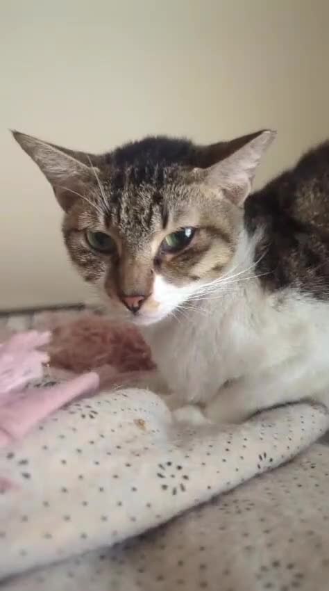 Arabian Mau cats for sale: Stray Arabian mau looking for new home in Llanelli - Video 1