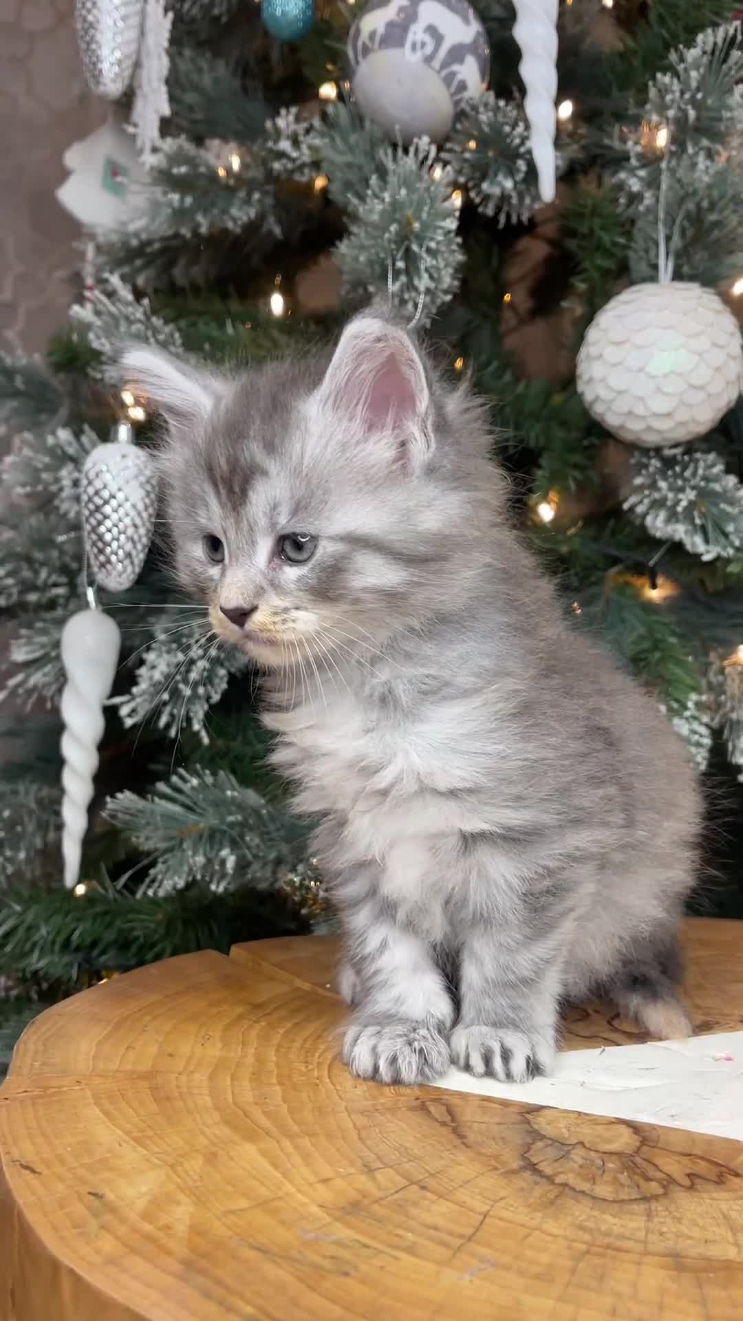 Maine Coon cats for sale: 💛LAST Sweet MaineCoons looking for forever home💛 - Video 5